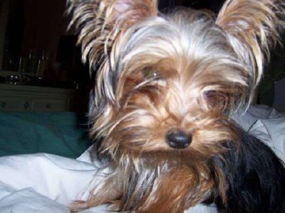 Dora - Yorkshire Terrier (Submitted by Michelle Masley)