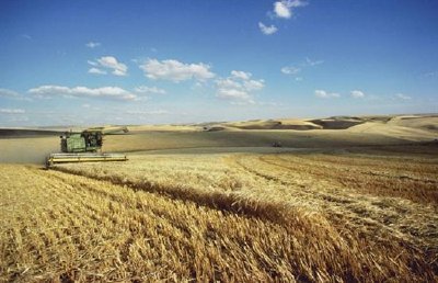華盛頓帕盧斯山大麥收穫