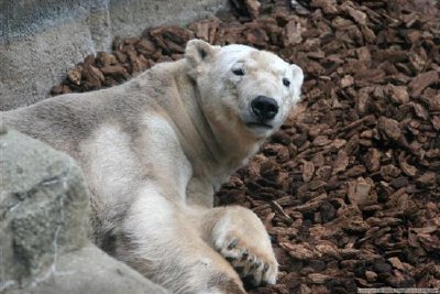 Isbjörn
