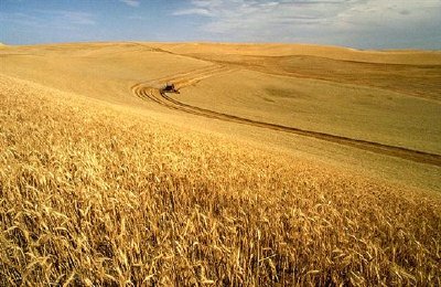 Жътва на пшеница на Palouse