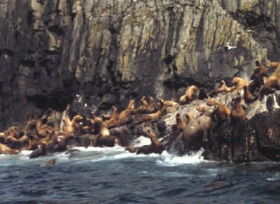 Aiugunak Pinnacles Steller Sea lions