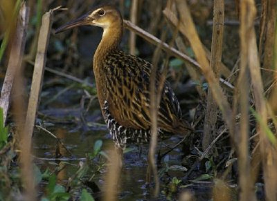 King Rail w Clarence Cannon National Wildlife Refuge