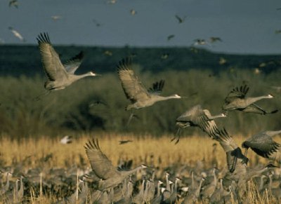 安第斯湖國家野生動物保護區