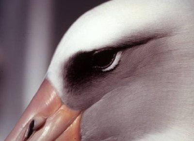 Laysan Albatross Närbild Huvudskott