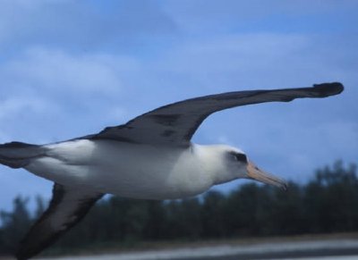 Laysan albatross flyger