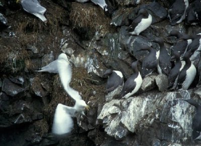 Murres and Kittiwakes jigsaw puzzle