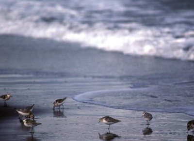 Sanderlings på Shoreline