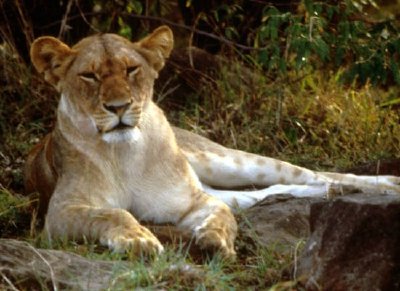Leão no Zoológico - Quebra-Cabeça - Geniol