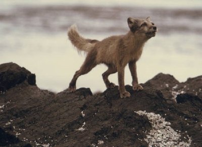 Арктическа лисица върху скали