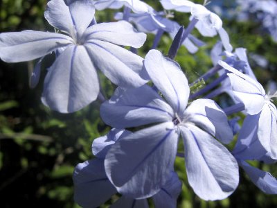 פריחת פרחים כחולים