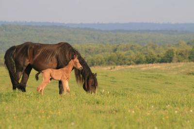 Cavalli in campagna