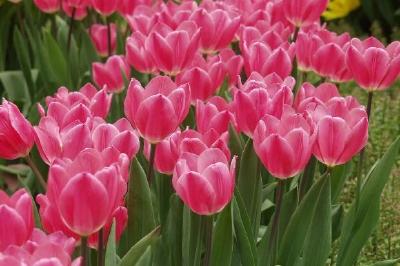 Pink Tulips jigsaw puzzle