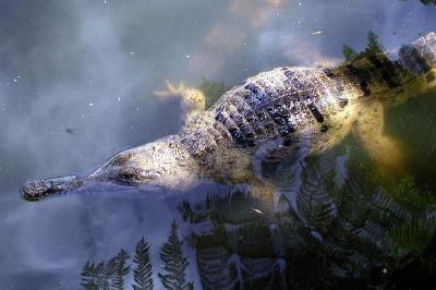 Крокодил във водата