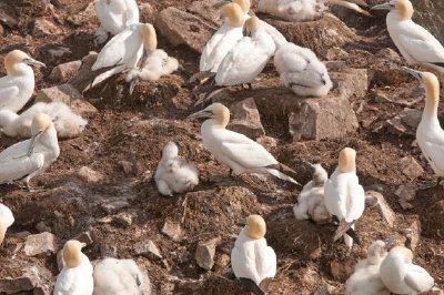 Gannets on a Nesting Island