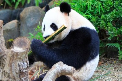 Panda gigante comiendo bambú