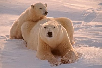 Dwa niedźwiedzie polarne