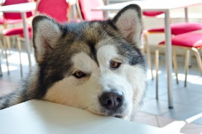 自助餐廳的阿拉斯加雪橇犬