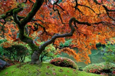 Bordo Vermelho, Jardim Japonês