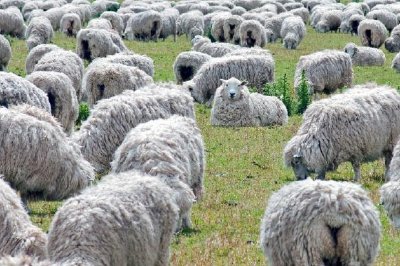 緑の野原で放牧されている羊の群れ