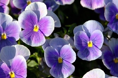 明るい紫のパンジーの花