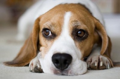 Beagle wygląda na znudzonego