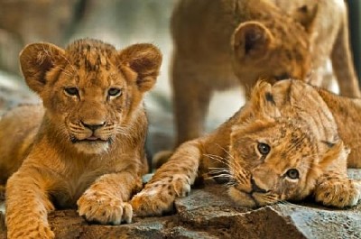 Leão no Zoológico - Quebra-Cabeça - Geniol