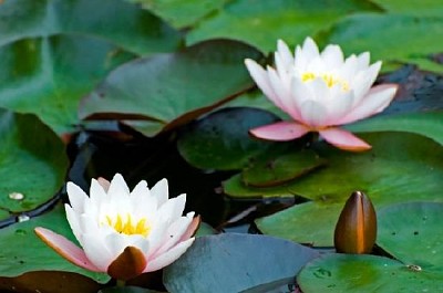 Lilia wodna z białego żółtego lotosu