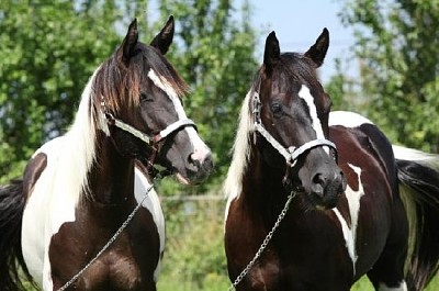 Zwei Pferde mit Halfter