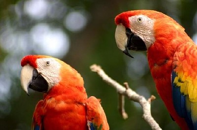 Dwie papugi