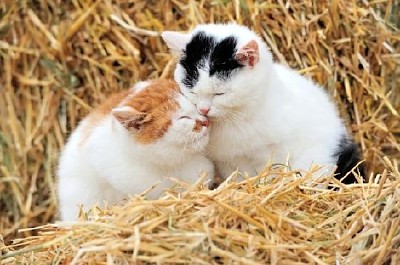 Cats on Straw