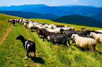 Стадо кози и овце