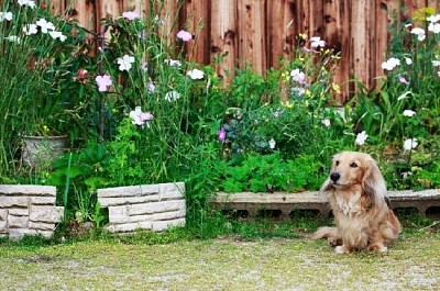 Pies jamnik z długimi włosami na podwórku