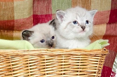 兩隻小貓在籃子裡