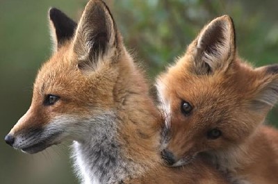 Två unga röda rävar