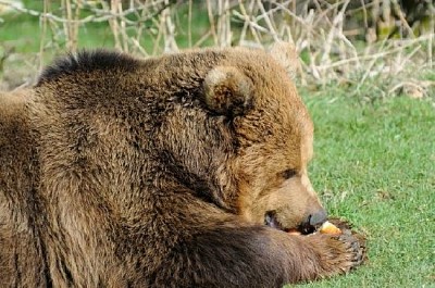 Jedzenie niedźwiedzia brunatnego