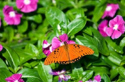 蝴蝶在花園裡下車