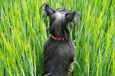 un cane nel grano