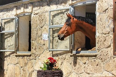 Häst Tittar Ut Genom Fönstret