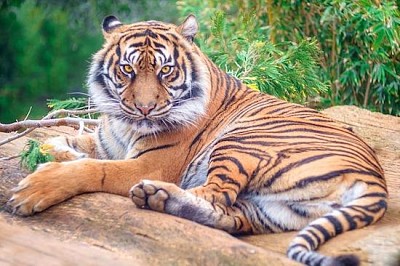 Почиващ тигър