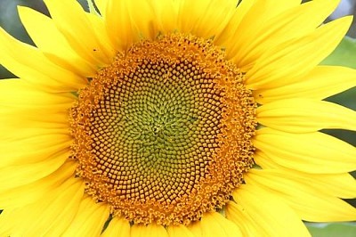 Fleur de soleil quotidienne