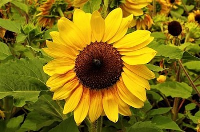 Daily Sunflower
