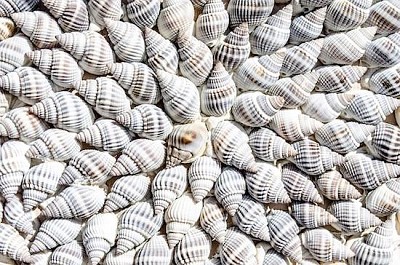 Conchas coloridas quebra-cabeça em Oceano quebra-cabeças em