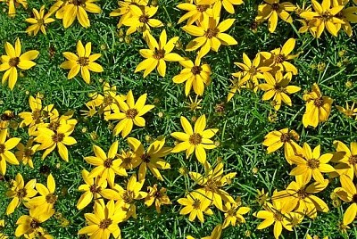 黄色い庭の花