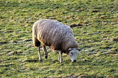 Една овца