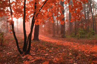 Dimmig höstskog med rött lövverk på träden
