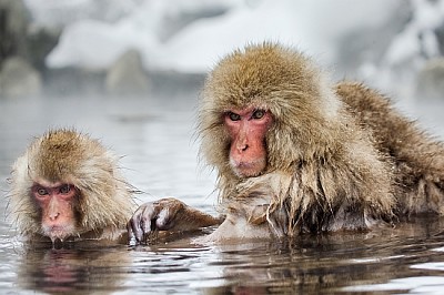 Gruppe der japanischen Makaken, die im Wasser sitzen