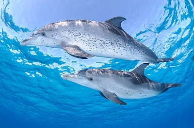 Двойка дружелюбни делфини в чисти води