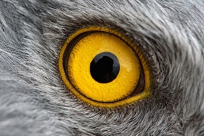 Orle oko samca błotniaka północnego