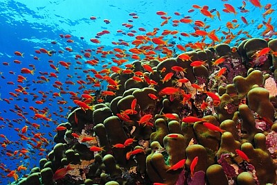 Коралов риф и ято от червени риби