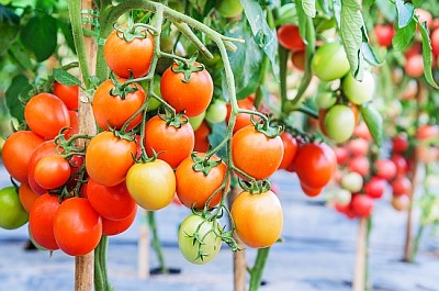 Pomodori maturi freschi che crescono su un ramo in giardino